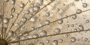 Panorama of water droplets