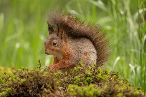 Eekhoorn,  staart op de rug