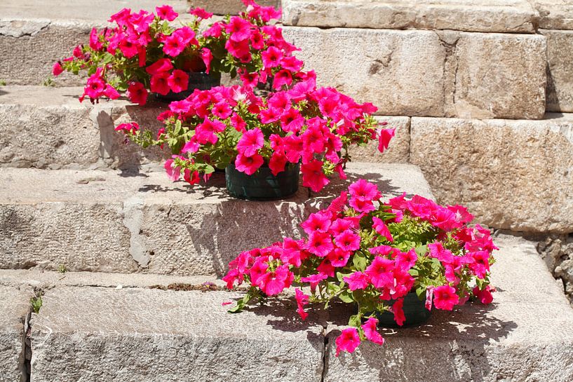 Old staircase decorated with flowers, Taormina, Province of Messina, Sicily, Italy, Europe, Sicily,  by Torsten Krüger