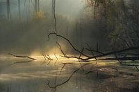 Mystical morning