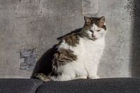 Grumpy kat