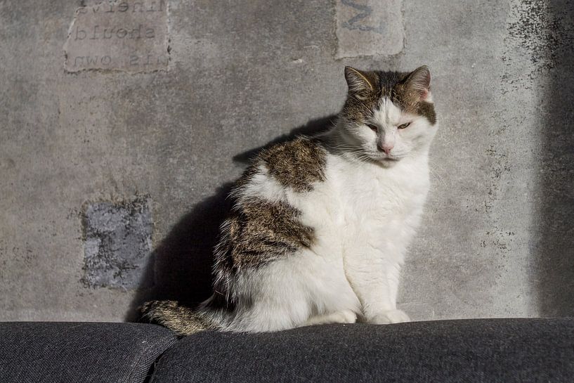 Chat grincheux par Joost Winkens