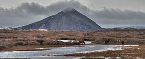 Where the wild horses go