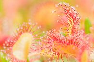 Blumen und Pflanzen | Nahaufnahme von Sonnentau von Servan Ott Miniaturansicht