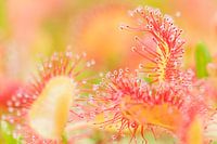 Flowers and Plants | Close-up of Sundew
