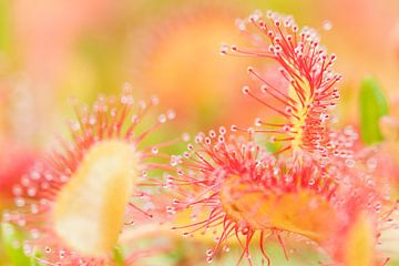 Blumen und Pflanzen | Nahaufnahme von Sonnentau von Servan Ott