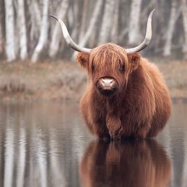 Schotse Hooglander van Karel Ton