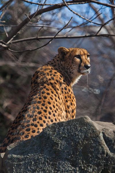 Een hongerige gevlekte cheetah zit in een hinderlaag met zijn slagtanden druipend speeksel, hij wil  van Michael Semenov