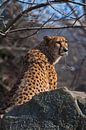 Een hongerige gevlekte cheetah zit in een hinderlaag met zijn slagtanden druipend speeksel, hij wil  van Michael Semenov thumbnail