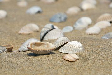 Kokkel schelpen op het strand van Ad Jekel