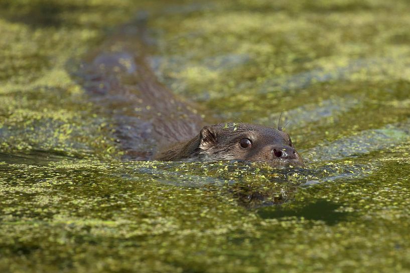 Eurasian Otter (Lutra lutra) by Ronald Pol