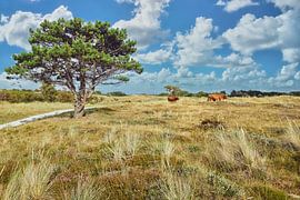 die Grave Dunes mit schottischen Highlanders dünen von eric van der eijk