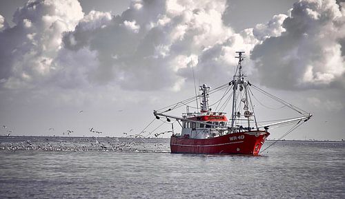 Garnalenkotter WR-40