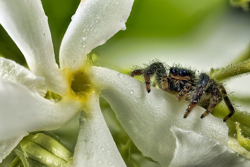 Springende Spinne auf Jasmin von Ivar Kooren