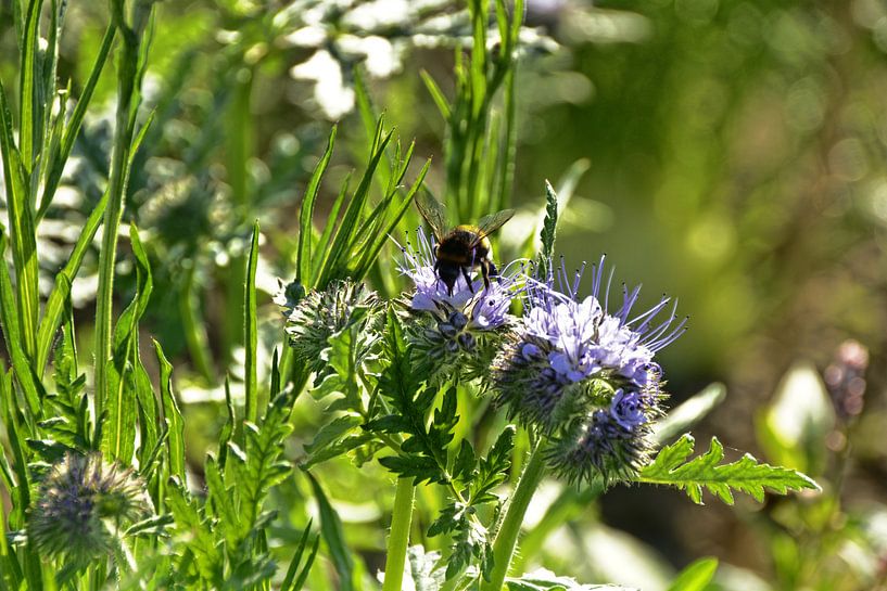 Insektenbesuch van Edgar Schermaul