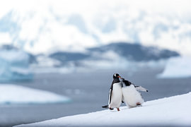 Twee zielen in de stilte van Antarctica van Duco Das
