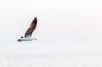 Une mouette seule