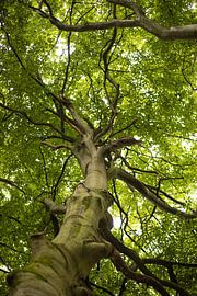 Baum von Lisenka Pauw