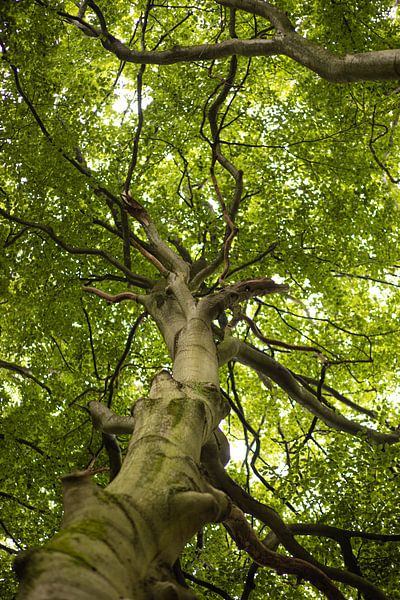 Tree by Lisenka Pauw