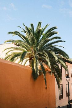 Palme von La Orotava