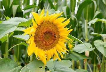 veld met zonnebloemen in september in de natuur in nederland van ChrisWillemsen