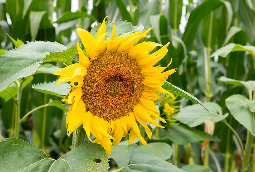 Feld mit Sonnenblumen im September in der Natur in den Niederlanden von ChrisWillemsen