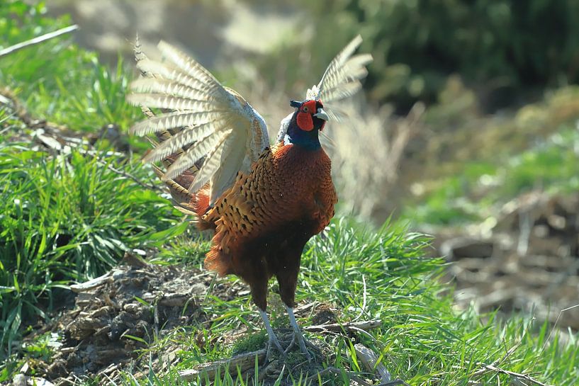 Fasan im Balzkleid von Rinnie Wijnstra (FotoAmeland )