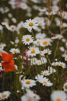 Un champ de fleurs avec des marguerites et un coquelicot
