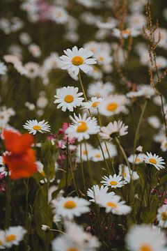 Un champ de fleurs avec des marguerites et un coquelicot