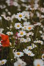 Een bloemenveld met margrieten en een klaproos van Robin van Steen thumbnail