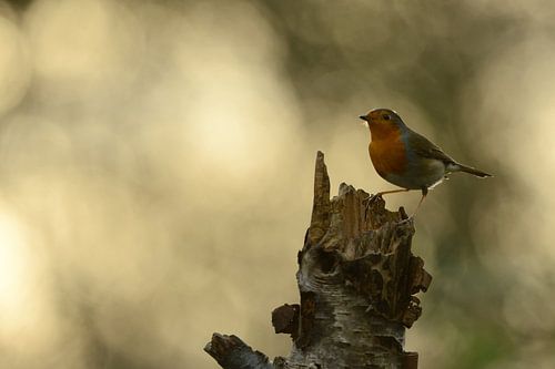 Roodborst in tegenlicht