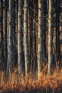 Spaziergang im Wald