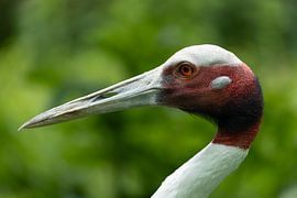 Élégante grue de Sarus sur Teun Dirks