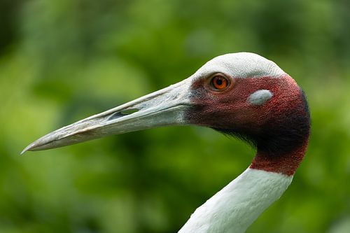 Eleganter Saruskranich