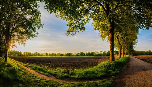 Country road and fields in the golden evening light