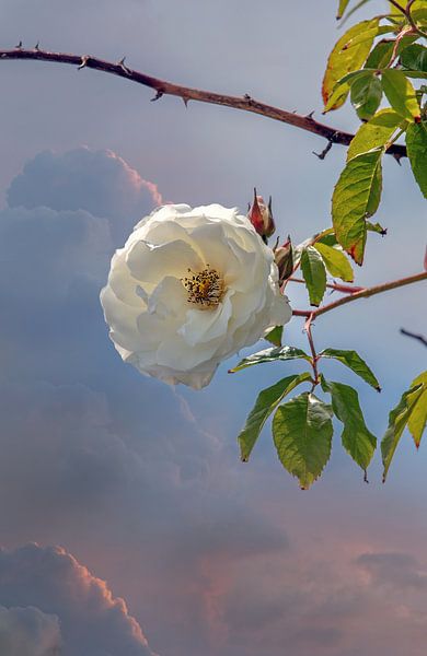 Wilde roos van Lisette van Peenen