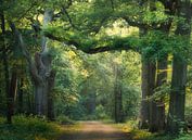 Summer Magic by Loris Photography thumbnail