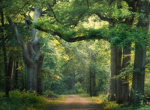 Zomer magie van Loris Photography