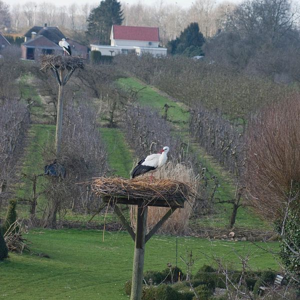 nieuw leven by Beer Foto