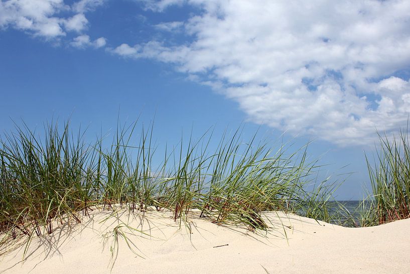 Dune landscape by Ostsee Bilder