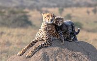 Cheetah en beker!