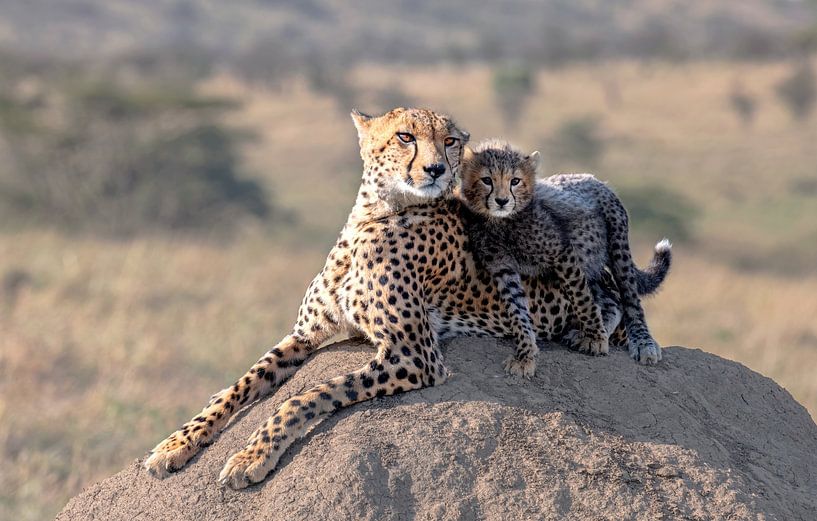 Gepard und Tasse! von Jie Fischer