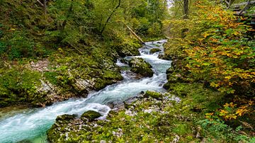 Radovna-rivier in de Vintgarkloof (Slovenië)