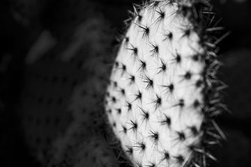 High contrast spikey cactus