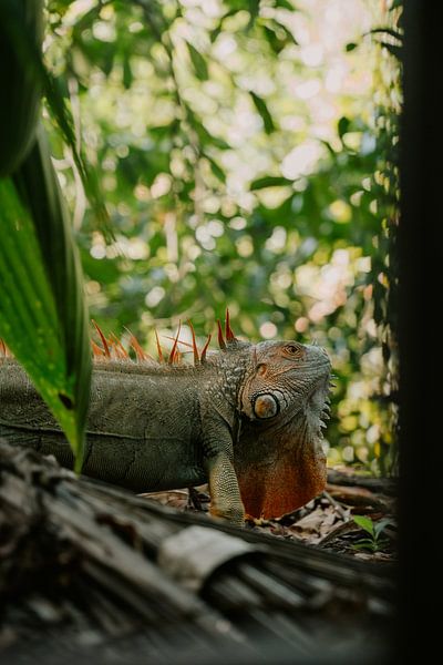Travel photography &quot;Iguana&quot; | Cahuita| Costa Rica | Central America | Lizard | Jungle | Green | Photography | Photo print by Estelle Bijker Fotografie