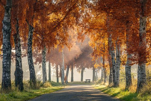 Autumn bench