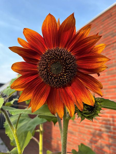 Koningin Zonnebloem van Spiegeltje