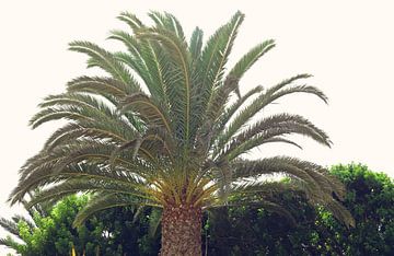 Palm van Bo Valentino