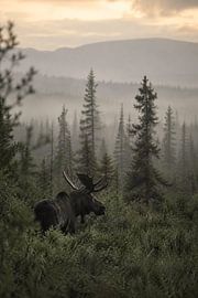 Élan dans un paysage montagneux brumeux – Photographie cinématographique d'art sur la faune sauvage