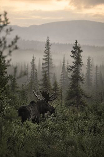 Moose in a Misty Mountain Landscape – Cinematic Fine-Art Wildlife Photography